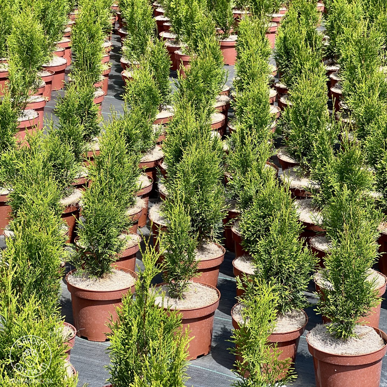 Obrázok Tuja západná (Thuja occidentalis) ´SMARAGD´ - výška 40-60 cm, kont. C3L